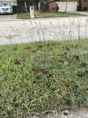 Dichanthium aristatum