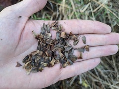 Silphium terebinthinaceum