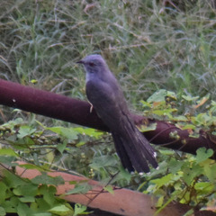 Cacomantis merulinus