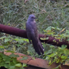 Cacomantis merulinus