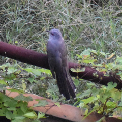 Cacomantis merulinus