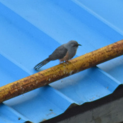 Cacomantis merulinus