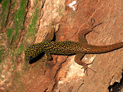 Gonatodes annularis