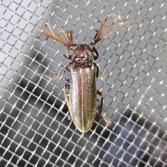 Callirhipidae