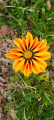 Gazania