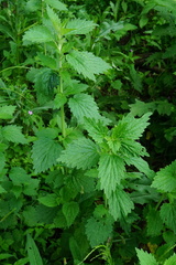 Chaiturus marrubiastrum