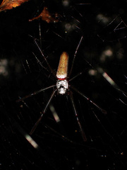 Nephila cornuta