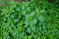 Chaiturus marrubiastrum