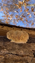 Trametes betulina