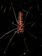 Nephila cornuta
