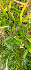 Gazania