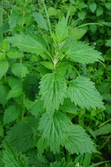 Chaiturus marrubiastrum