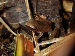 Pristimantis chiastonotus