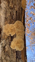 Trametes betulina