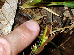 Pristimantis chiastonotus