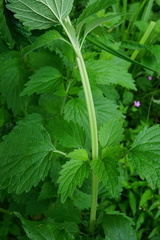 Chaiturus marrubiastrum