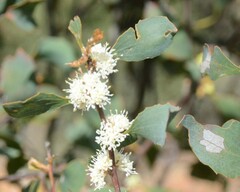 Hakea undulata
