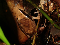 Pristimantis chiastonotus