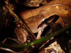 Pristimantis chiastonotus