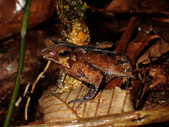 Rhinella castaneotica