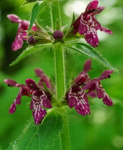 Whitespot (Stachys sylvatica)