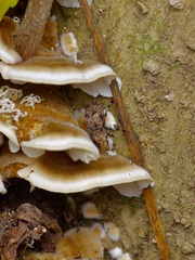 Euparius marmoreus