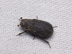 Trox scaber