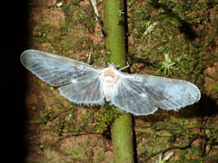 Paramysidia