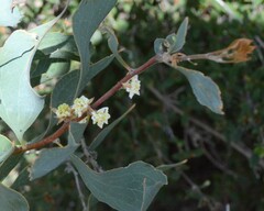 Hakea undulata