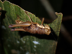 Ommatolampidinae