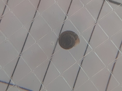 Xerotricha conspurcata