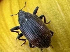 Odontocorynus