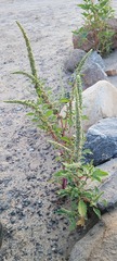 Amaranthus fimbriatus