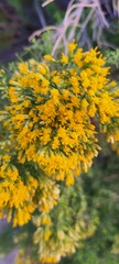 Xylothamia diffusa