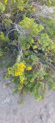 Xylothamia diffusa
