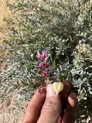 Astragalus lentiginosus