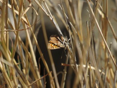 Riodinidae