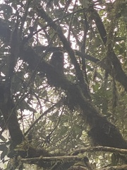 Megascops albogularis