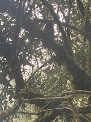 Megascops albogularis