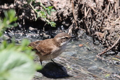 Cinclodes albiventris