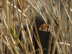 Riodinidae