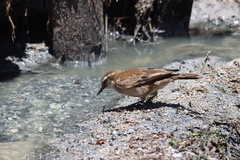 Cinclodes albiventris