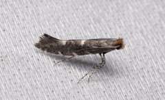 Callisto denticulella