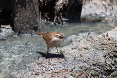 Cinclodes albiventris