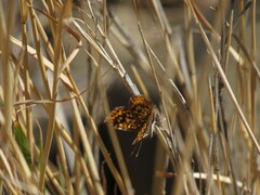 Riodinidae