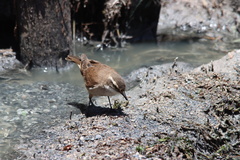 Cinclodes albiventris