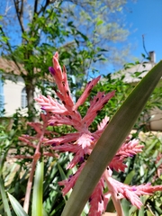 Aechmea distichantha