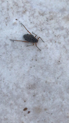 Tuberolachnus salignus