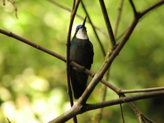 Lampornis castaneoventris