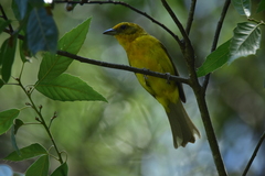 Piranga bidentata